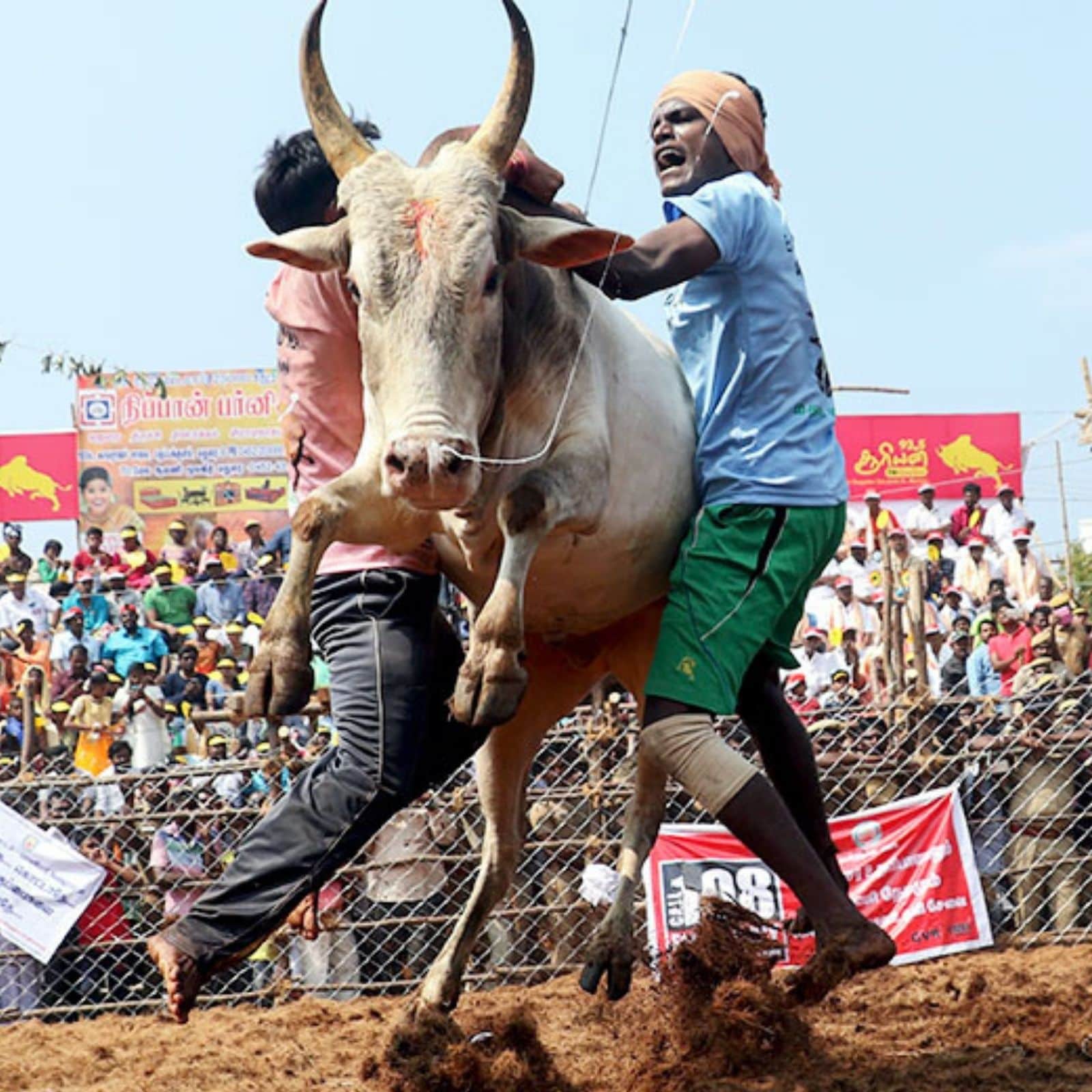 Jallikattu Bull Festival, Sallikkattu
