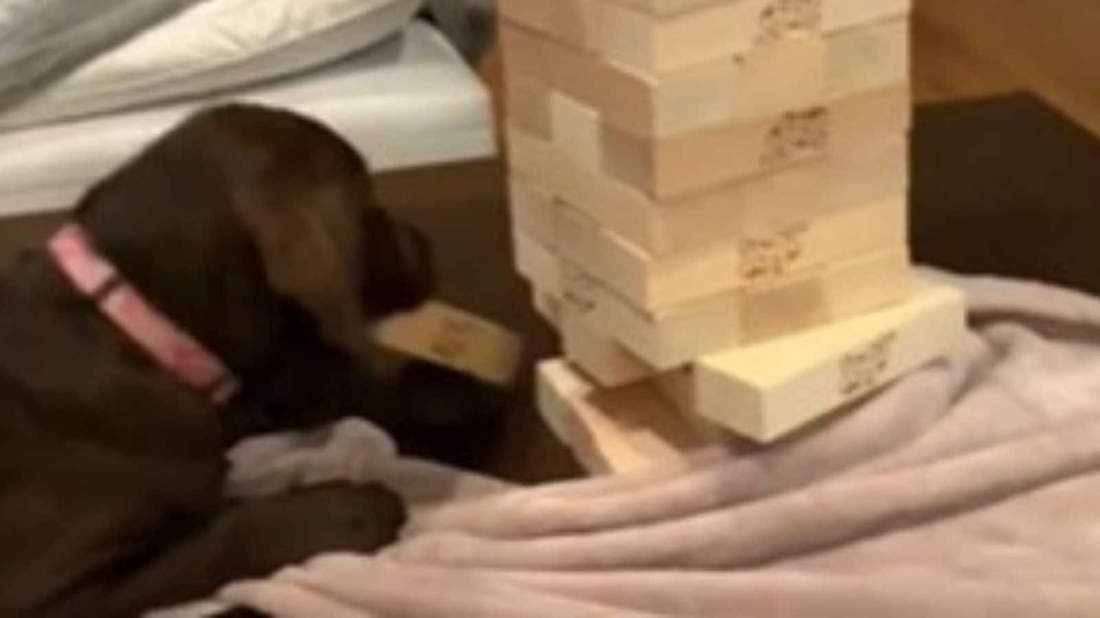 Dog best sale plays jenga