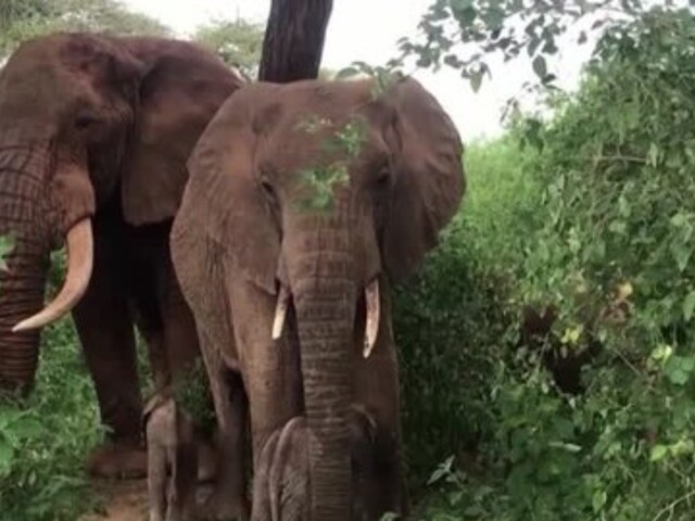 Elephant Kills Woman in Odisha, Comes Back to Trample her Corpse at ...