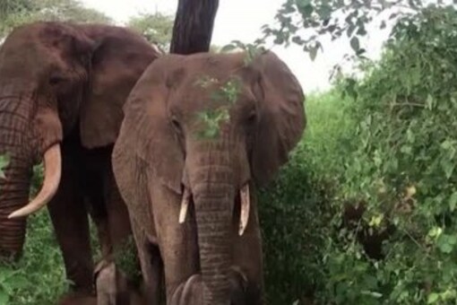 The Dehiwala Zoological Garden, one of the oldest zoos in Asia, has a substantial collection of animals from all over the world. (Credits: Reuters/Representational photo)