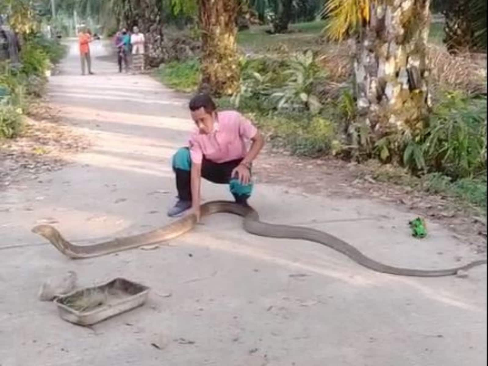 WATCH: Rescue Worker Catches Giant King Cobra With Bare Hands in Thailand