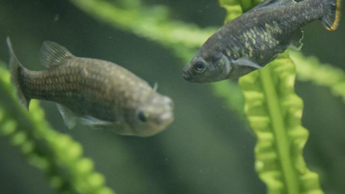 Once Extinct Mexican Fish Species Successfully Reintroduced Into Nature