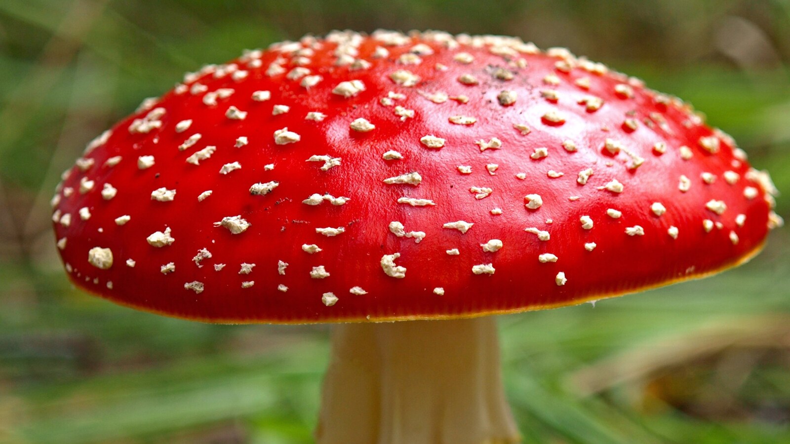 Ядовитые грибы Удмуртии