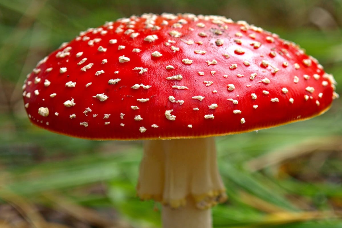 Mushrooms Will be Superpowered Food in 2022, Here's Why