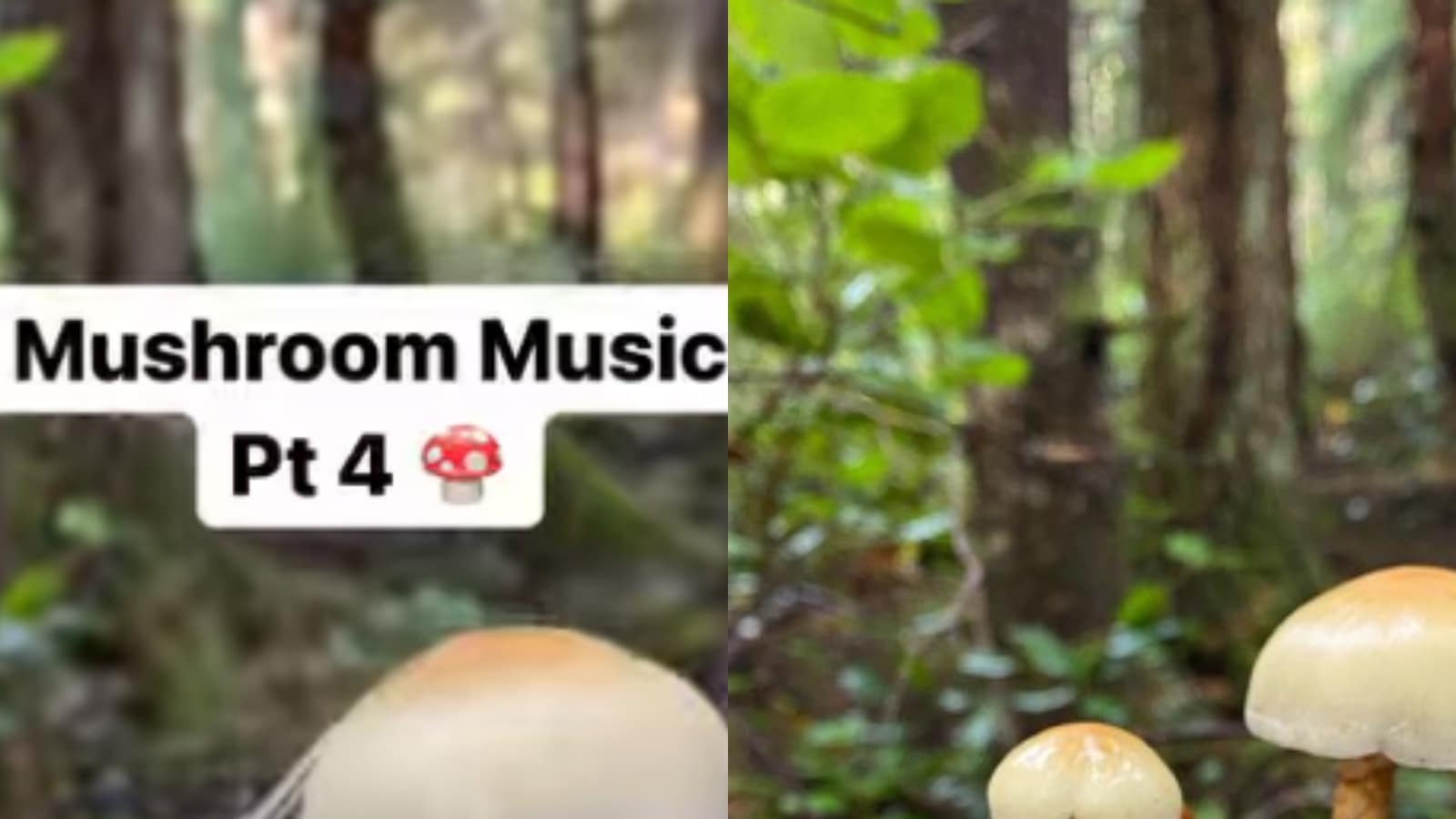 This Man From Canada Makes Music Out of Mushrooms and it's Fire - News18