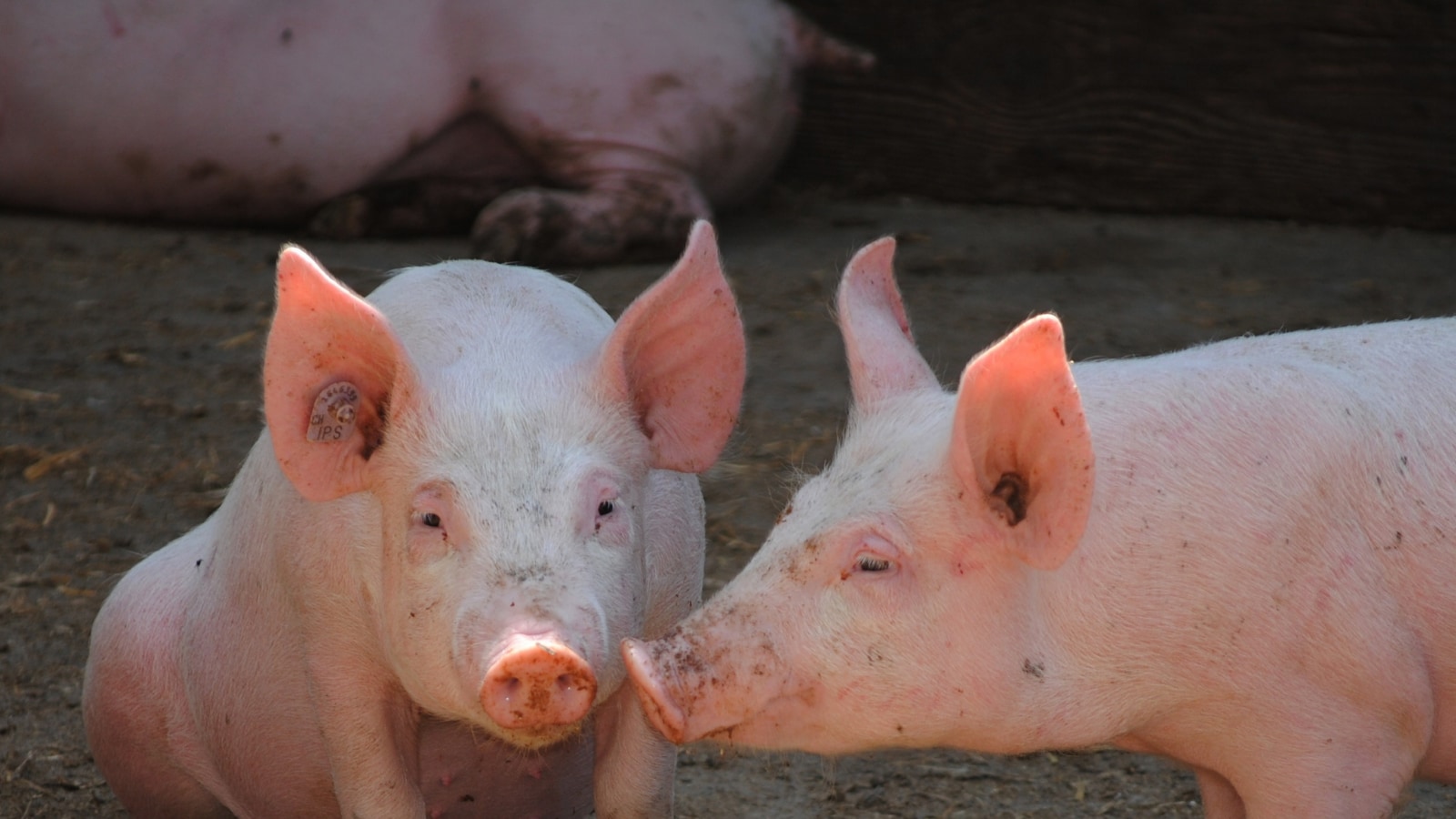 Gujarat Prohibits Cruel Gestation and Farrowing Crates Used to Confine Pigs