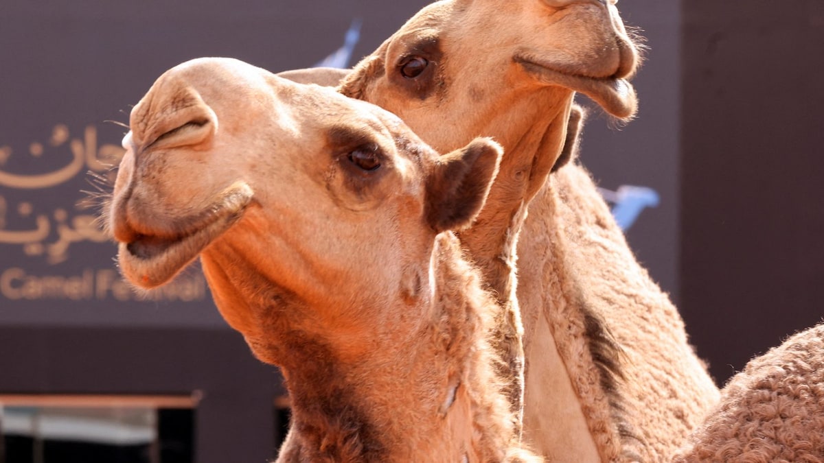 The Tatman: Saudi Luxury Hotel Grooms, Pampers Camels Ahead Of Annual Beauty Contest