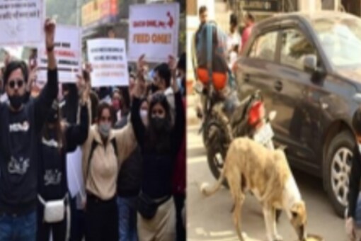 Rescue, Feed, Adopt: This Initiative is Helping Strays Survive the Biting Delhi Winter Rescue, Feed, Adopt: This Initiative is Helping Strays Survive the Biting Delhi Winter