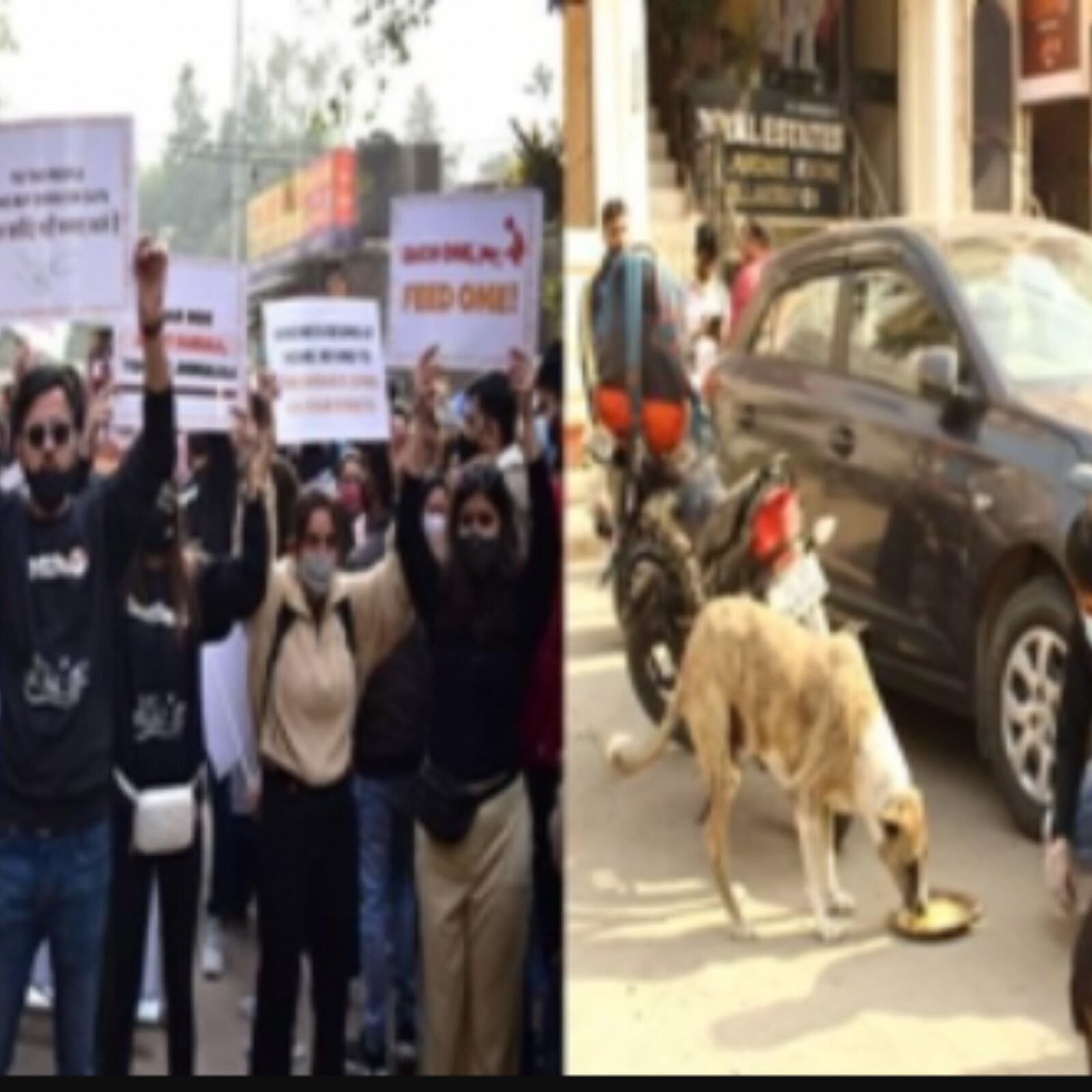 Rescue, Feed, Adopt: This Initiative is Helping Strays Survive the Biting Delhi Winter Rescue, Feed, Adopt: This Initiative is Helping Strays Survive the Biting Delhi Winter