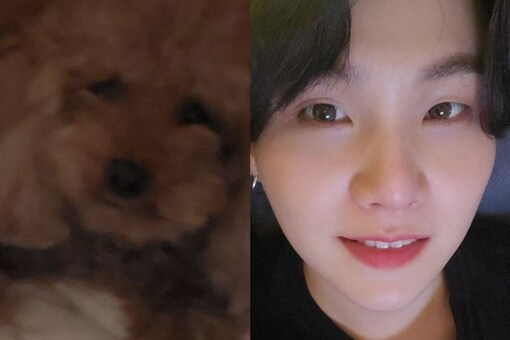 BTS’ Suga Shares First Picture Of His Pet Dog Holly And ARMY Can't Keep ...