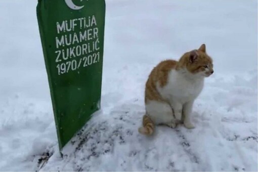 Two Months Since Owner's Death, Cat Still Sits Near His Grave in Biting Cold Two Months Since Owner's Death, Cat Still Sits Near His Grave in Biting Cold