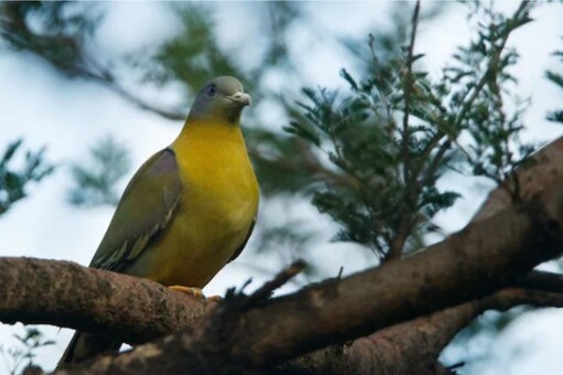 We are talking about the Hariyal bird, who looks similar to that of a pigeon but is green and yellow with grey stripes.