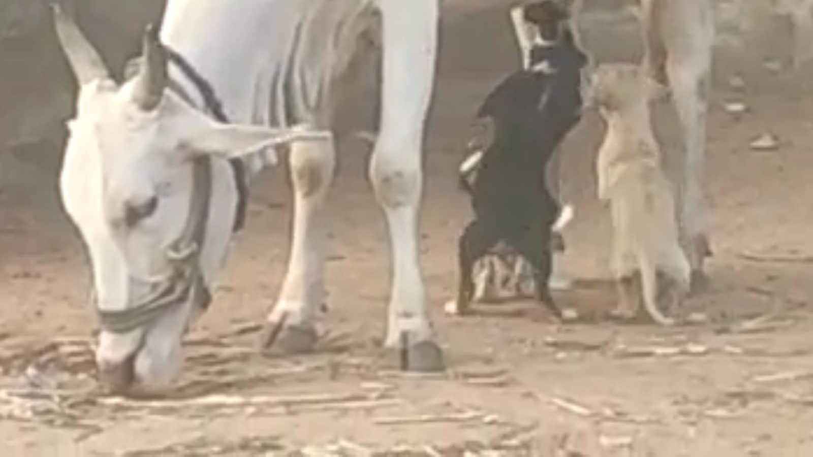 Two Tribal Men in Madhya Pradesh Beaten to Death on Suspicion of Cow ...