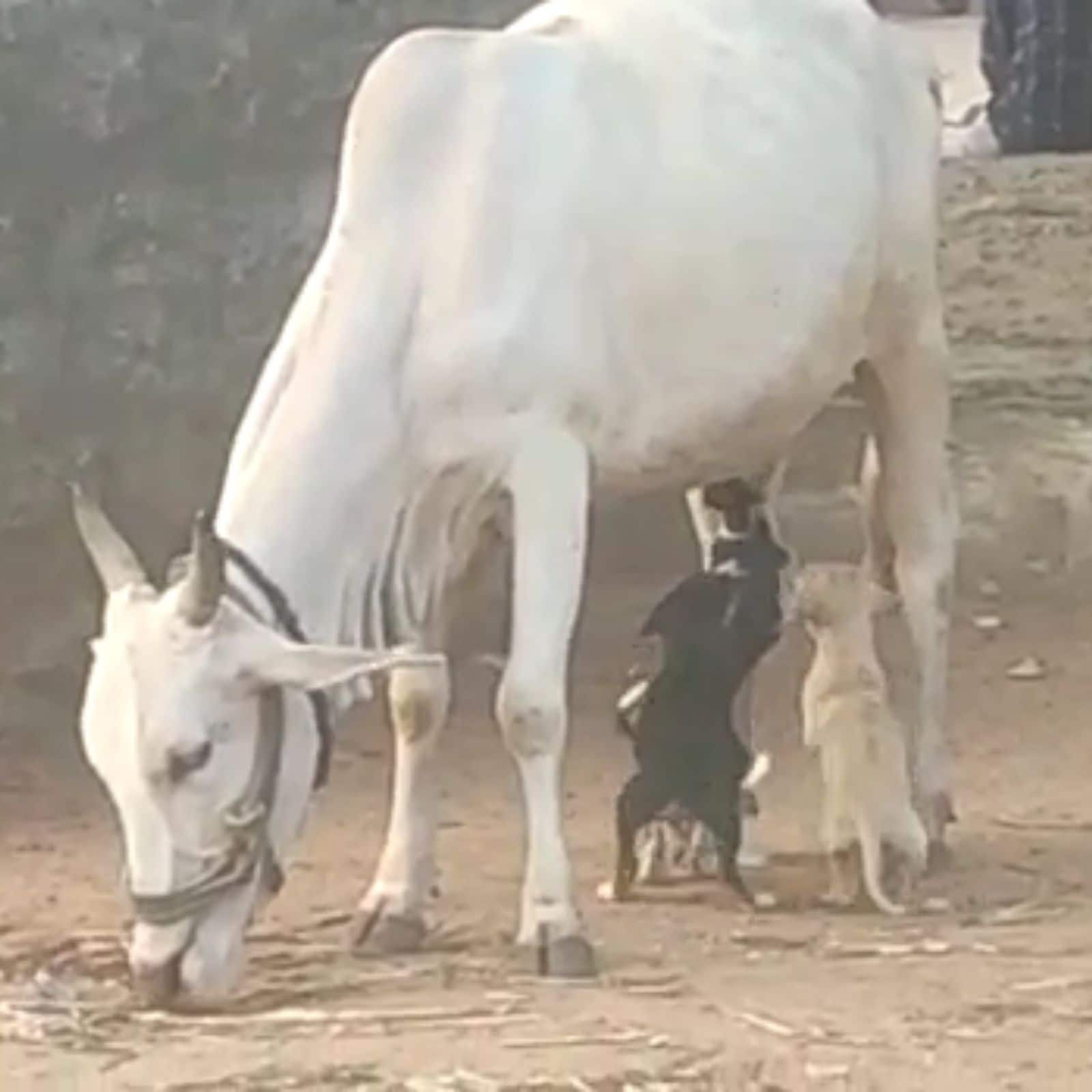 WATCH Cow Feeds Famished Puppies Milk in Karnataka News18