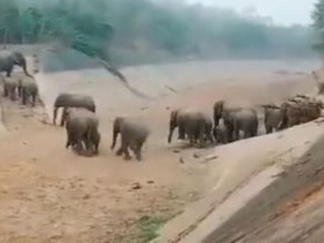 Video of Elephant Herd in Odisha Using Ramp to Cross Canal Wins Hearts ...