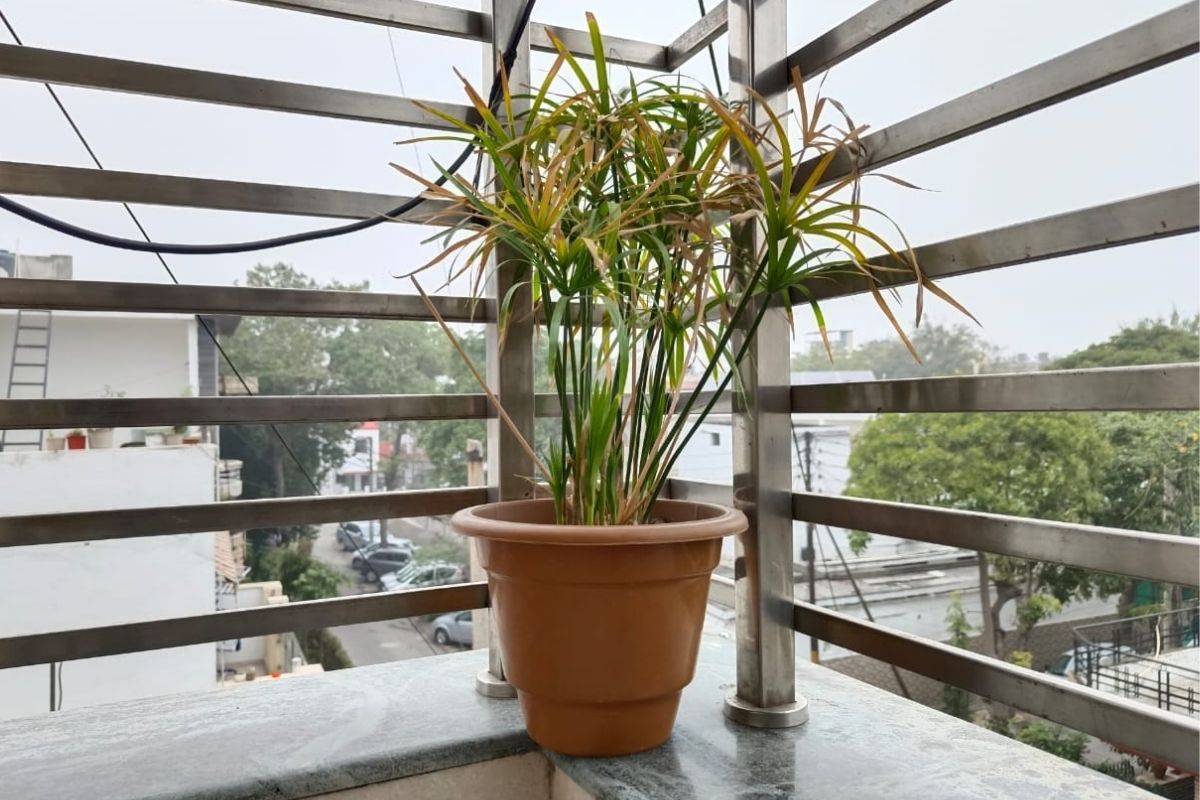 In outdoor settings, the photos from Vivo V23 Pro's camera are crisp and detailed. (Image Credit: News18/ Darab Mansoor Ali)