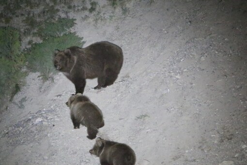 After 25 Years of Departure, Wildlife Experts Bullish about Brown Bears Clawing Their Way Back in Kashmir After 25 Years of Departure, Wildlife Experts Bullish about Brown Bears Clawing Their Way Back in Kashmir