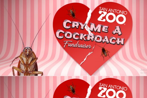 This Valentine's Day You Can Name a Cockroach After Your Ex and Watch it  Get Eaten Alive
