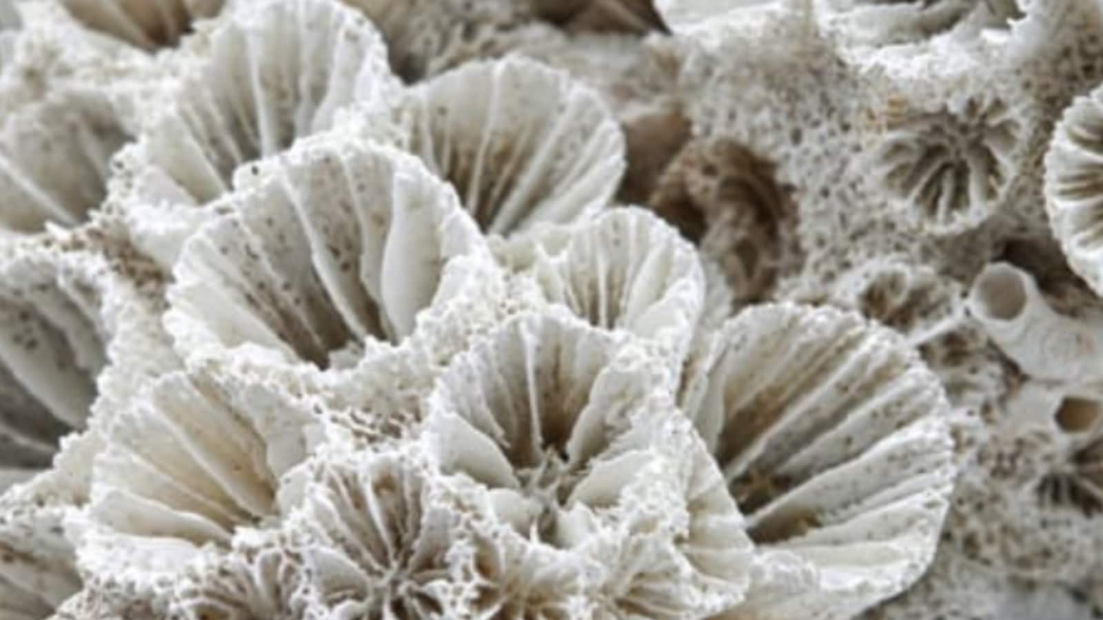 How Studying Coral Skeletons Could Better Predict their Resilience to Climate Change - News18