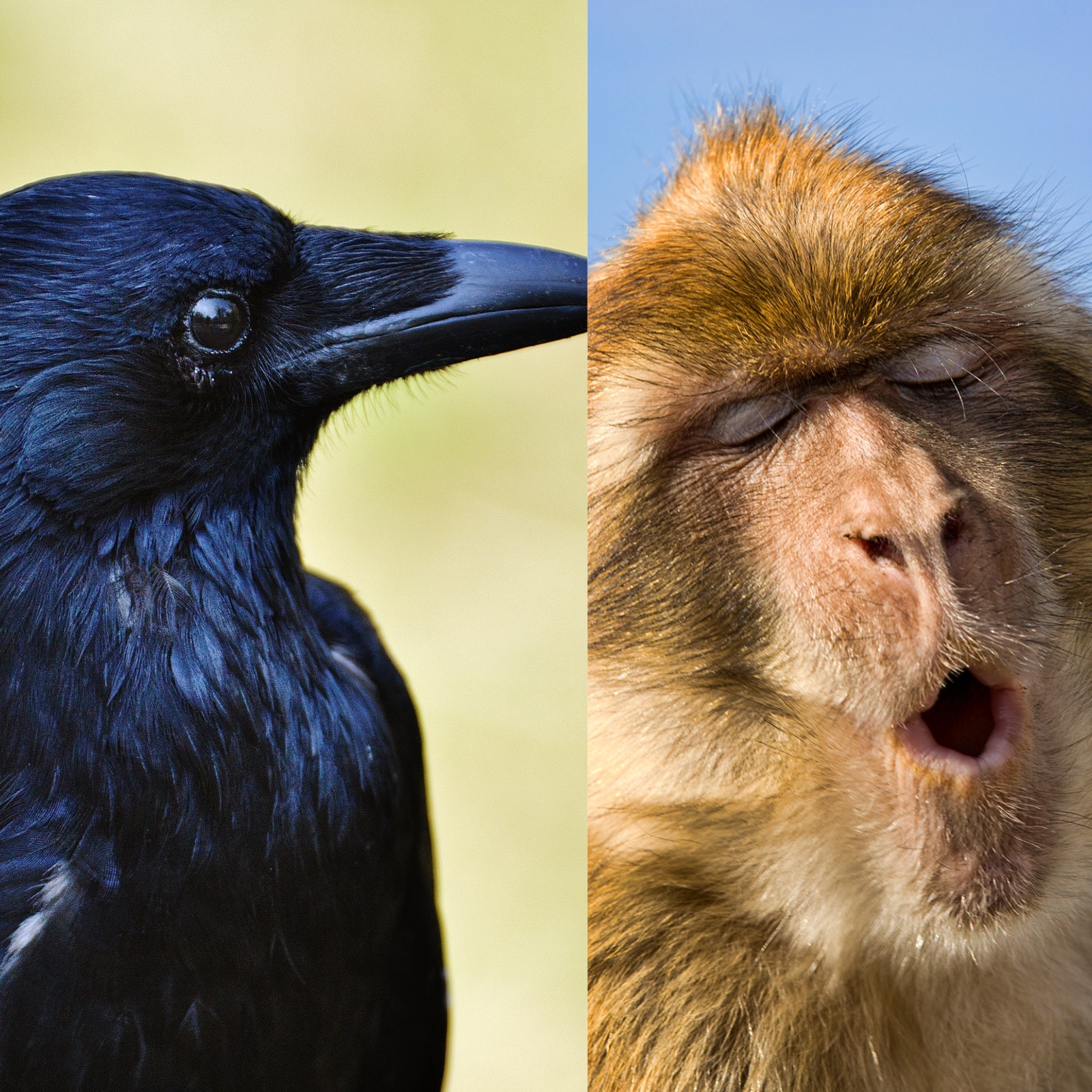 Vengeful Monkeys to Rogue Crows: When Animals Turned on Each Other and  Humans