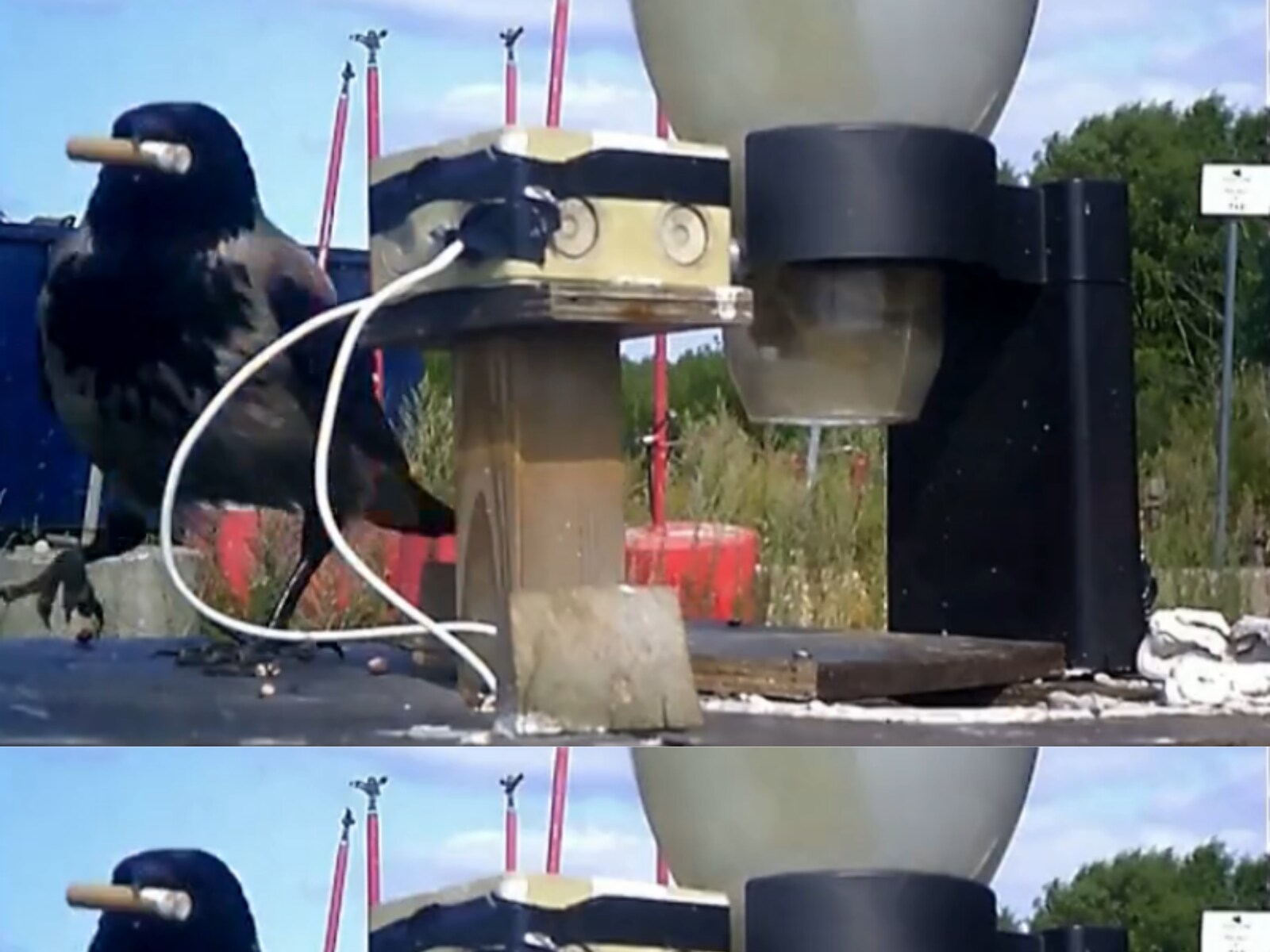This Swedish Company is Training Crows to Pick Cigarette Butts From Streets  | Buzz News