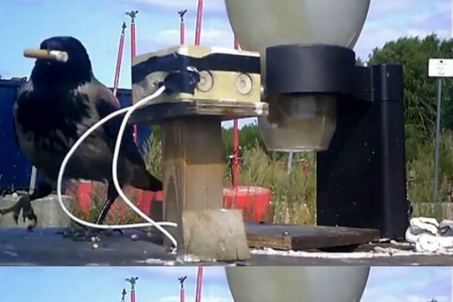 Clean Crows This Swedish Company is Training Crows to Pick Cigarette Butts From ...