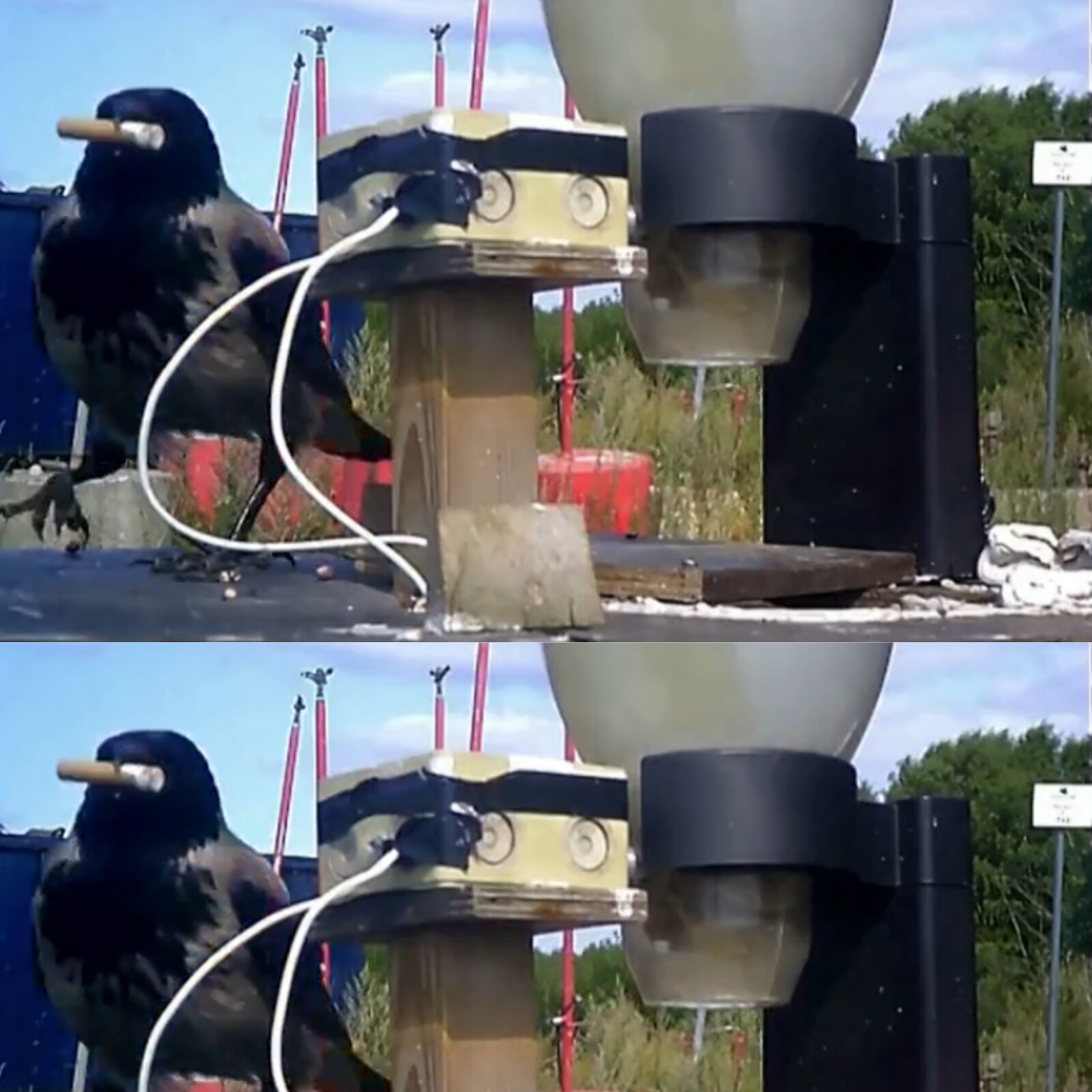 This Swedish Company is Training Crows to Pick Cigarette Butts From Streets  | Buzz News