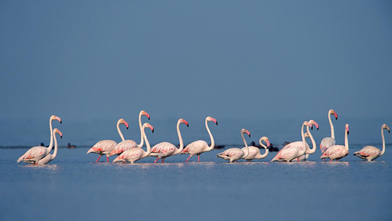 Discover The Best Of Wildlife At These Amazing Spots All Over Odisha Discover The Best Of Wildlife At These Amazing Spots All Over Odisha