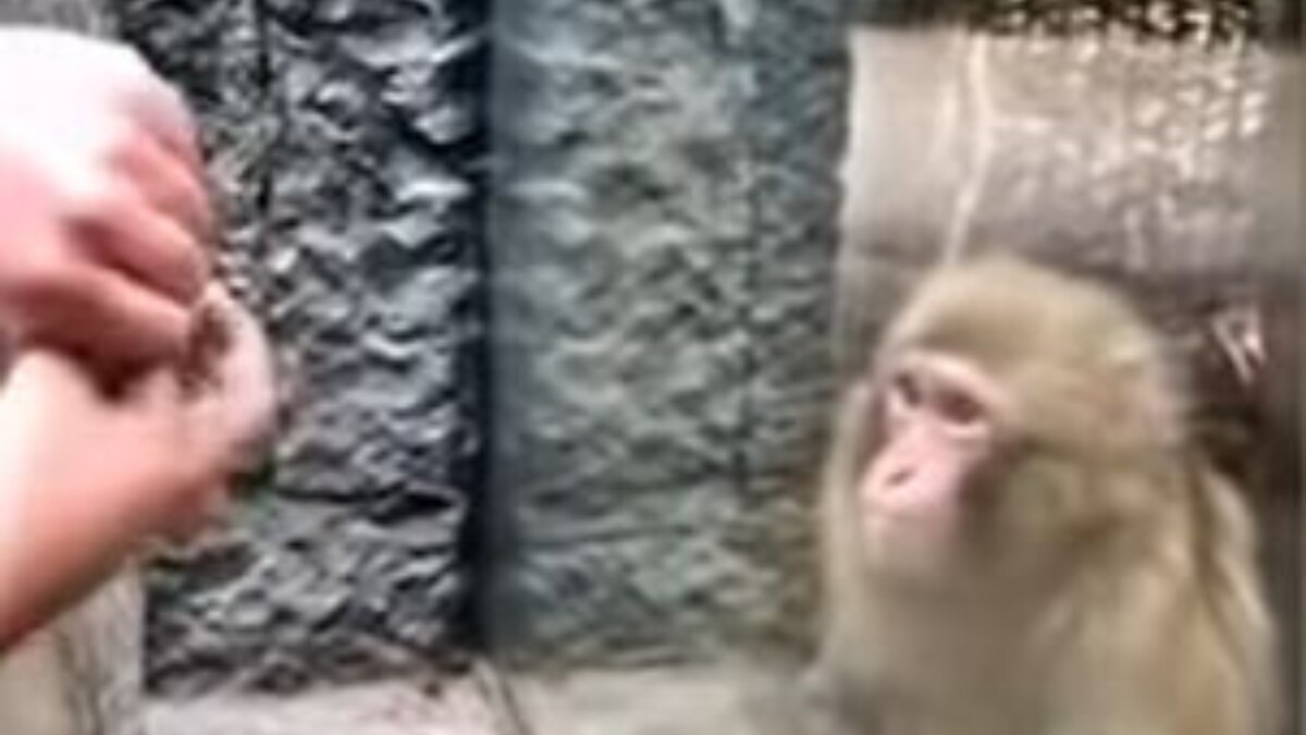 WATCH: This Monkey's Reaction to Magic Trick at Zoo is Everyone's 2022 Energy