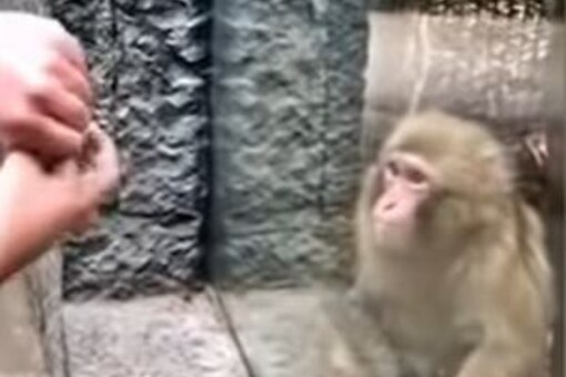 One zoo visitor thought of showing a magic trick to a monkey. (Screengrab: YouTube/Jasmin)