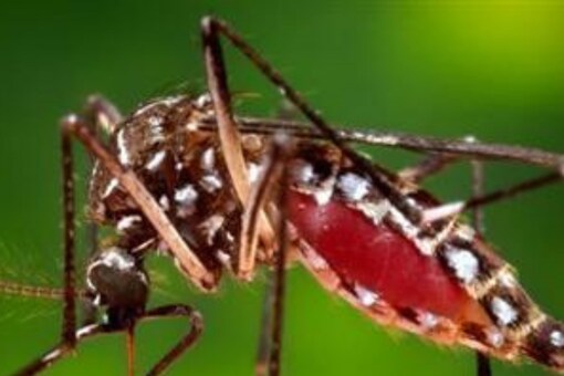 The mosquito larvae themselves feed on microscopic organic matter in the water, helping to recycle it. (Credits: Reuters)