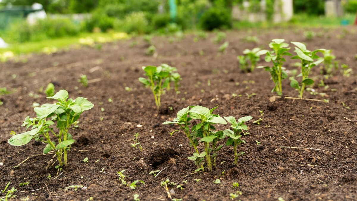 Union Government to Introduce Zero-budget Natural Farming in Curriculum of Agriculture Universities; Here’s All You Need to Know