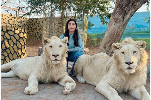 Nora Fatehi Poses with Two Beautiful White Lions in Dubai, Fans Call Her 'Sherni' Nora Fatehi Poses with Two Beautiful White Lions in Dubai, Fans Call Her 'Sherni'
