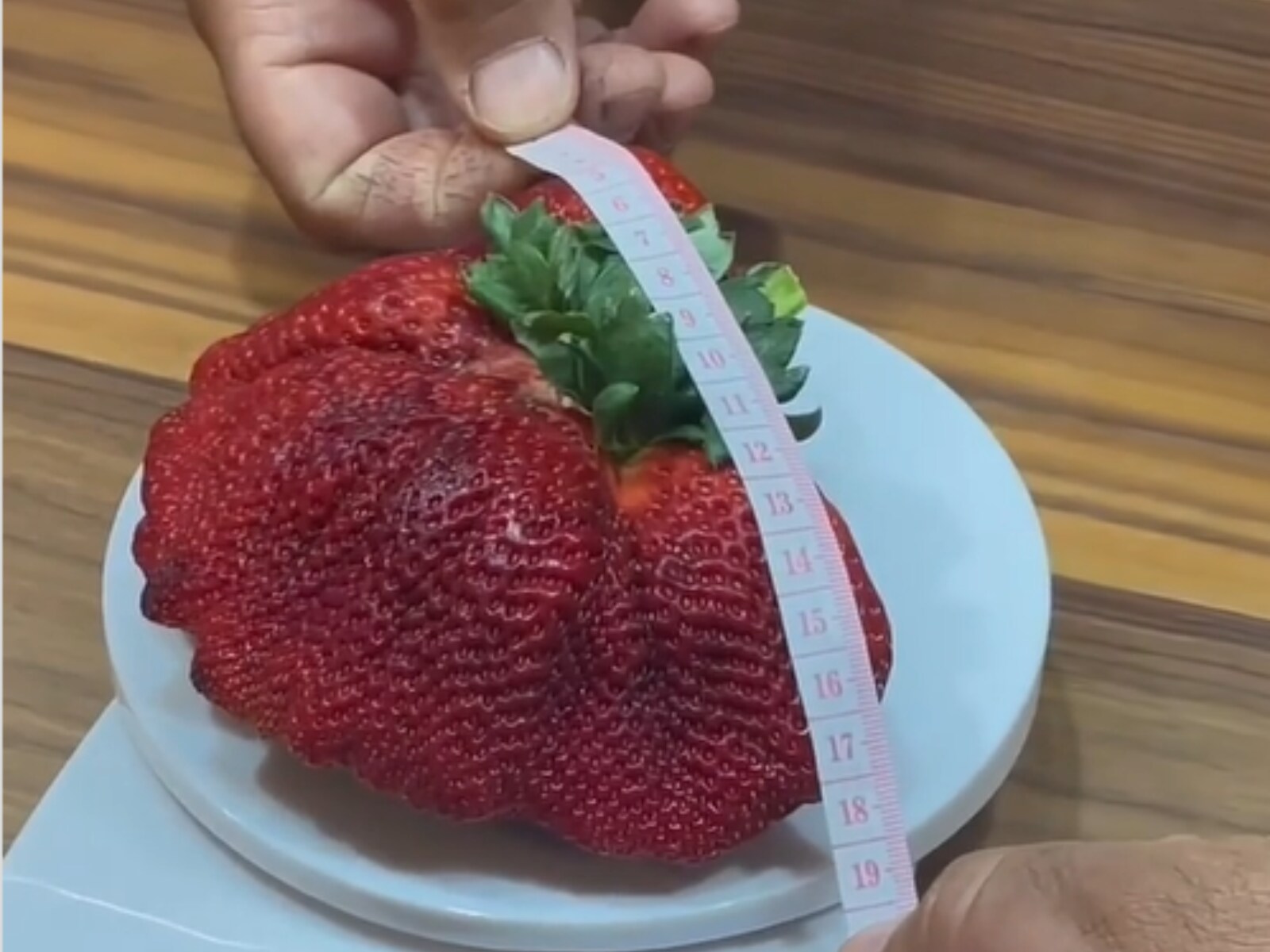 World S Heaviest Strawberry Weighing 2 Grams Sets Guinness World Record World S Heaviest Strawberry Weighing 2 Grams Sets Guinness World Record