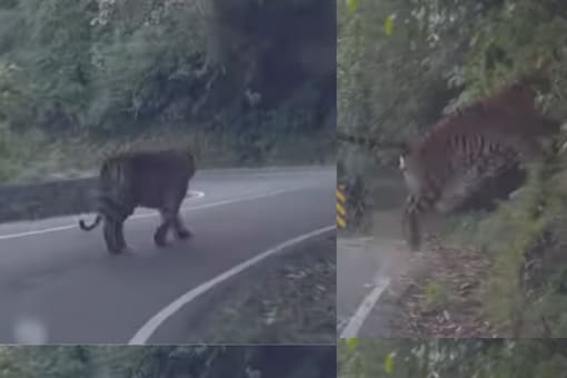 Watch: Tiger Strolling On Tamil Nadu National Highway, Caught On Cam. (Instagram - @rajography)