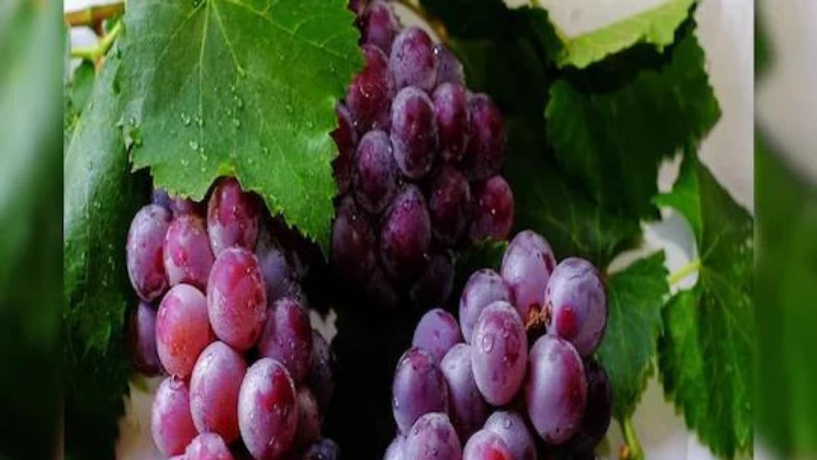 Know Health Benefits Of Black Grapes - Fyne Fettle