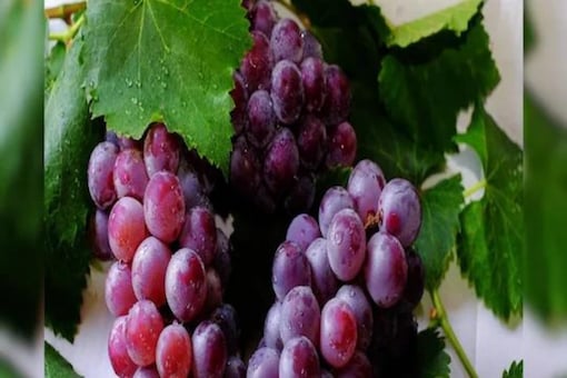 Glowing Skin To Healthy Hair: Know Health Benefits Of Black Grapes Glowing Skin To Healthy Hair: Know Health Benefits Of Black Grapes