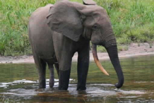 World Wildlife Day 2022: Critically Endangered Species Threatened By Human Activity World Wildlife Day 2022: Critically Endangered Species Threatened By Human Activity