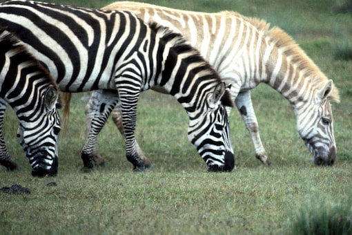 WATCH: Rare Zebra with No Stripes Spotted at Tanzanian National Park WATCH: Rare Zebra with No Stripes Spotted at Tanzanian National Park