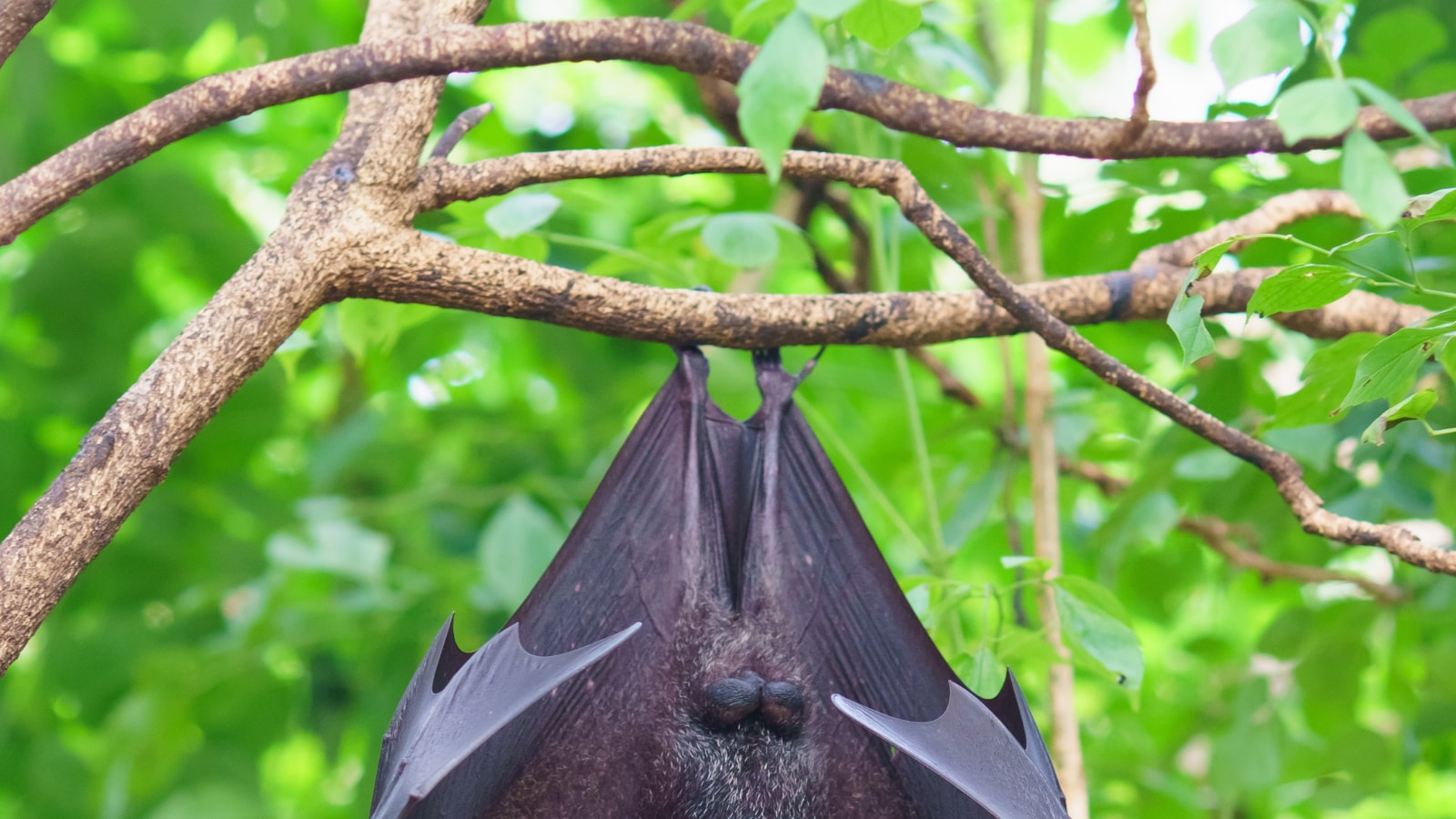 40% Bat Species in Asia Still Unidentified, May Host New Viruses: Study