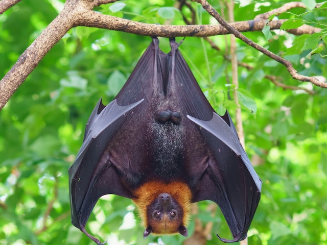 40% Bat Species in Asia Still Unidentified, May Host New Viruses: Study -  News18