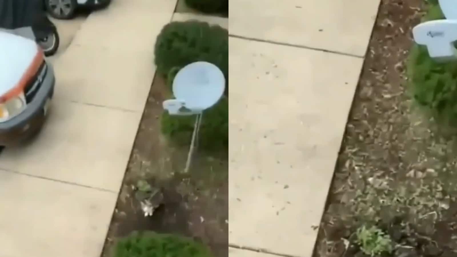 WATCH Cat Makes Daring Jump off Balcony to Chase Another on the Ground