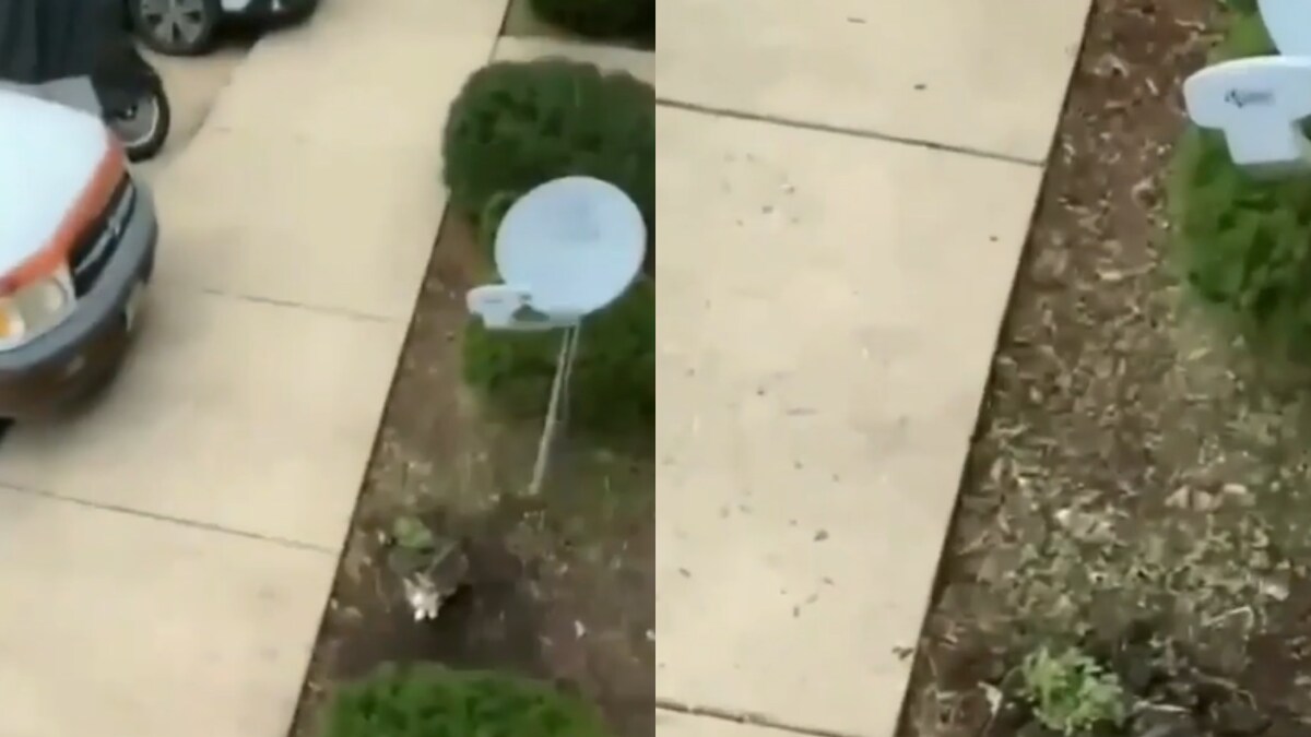 WATCH Cat Makes Daring Jump off Balcony to Chase Another on the Ground