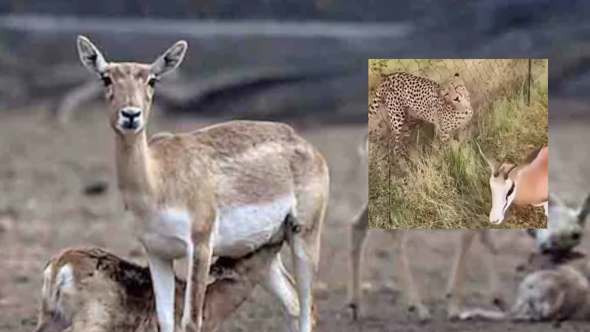 'Window Shopping': Deer Calmly Grazes as Cheetah Tries to Attack. See What Happens Next