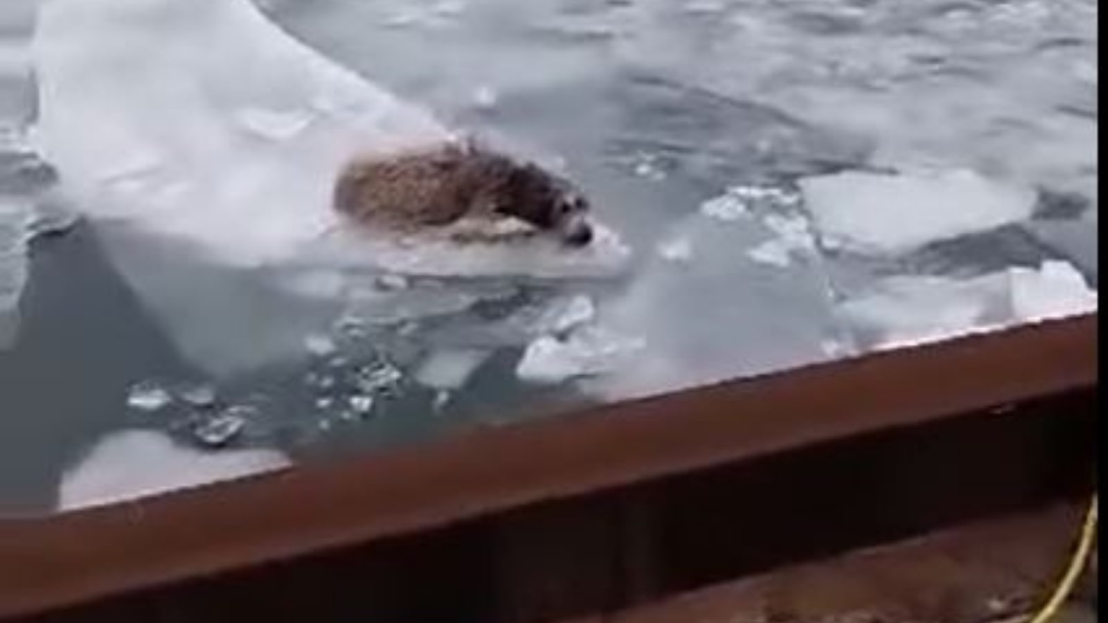 WATCH: US Firefighters Rescue Pup Stranded on Ice Chunk in the Middle ...