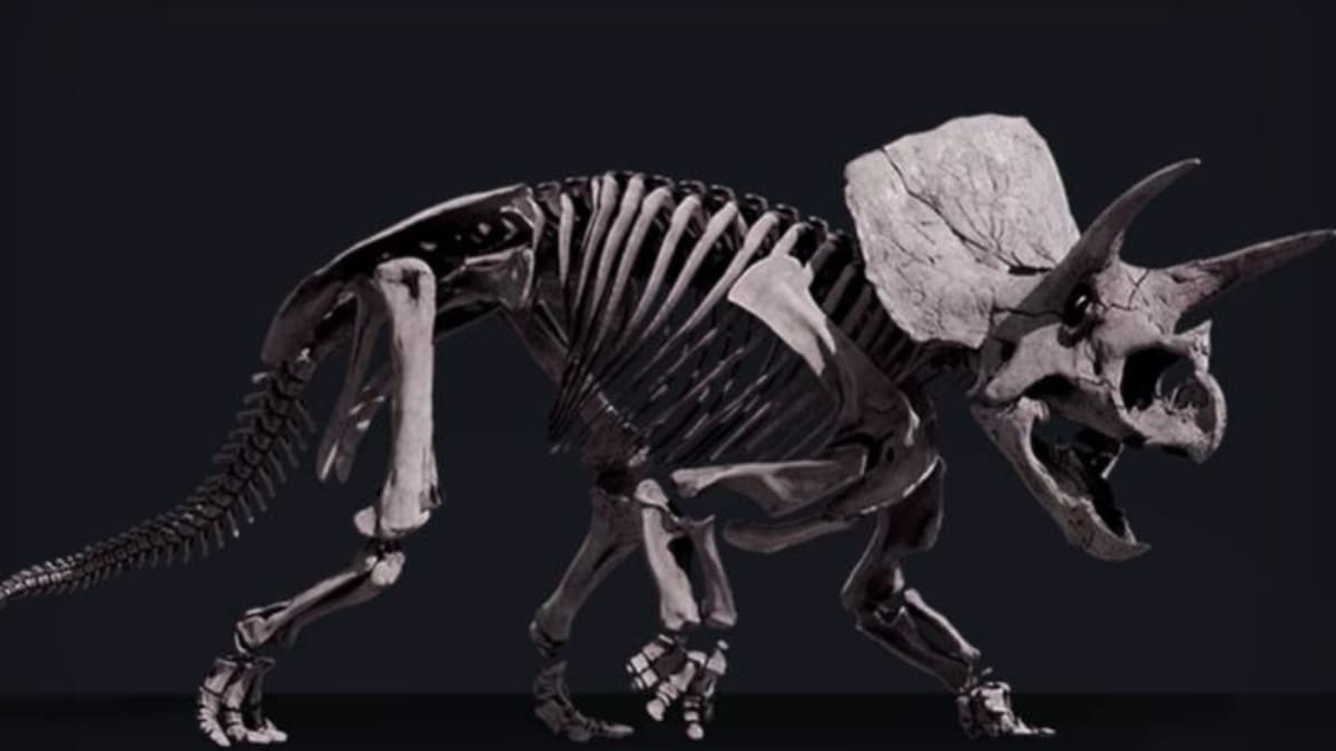 'Horridus', the Most Complete Triceratops Fossil, is on Display at Melbourne Museum