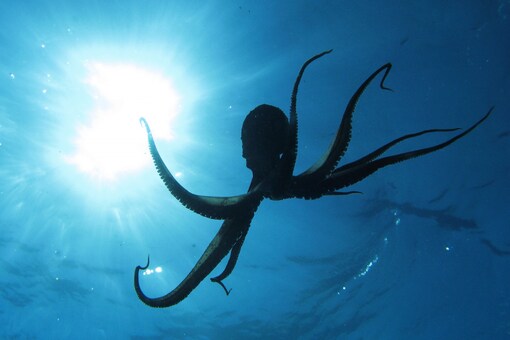 Octopus Has Three Hearts and Nine Brains. Do you know Why? Octopus Has Three Hearts and Nine Brains. Do you know Why?