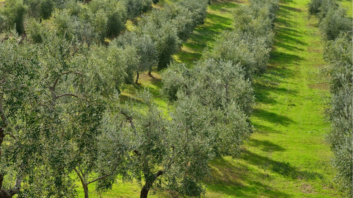 Italy Tourism Could be Hit as Deadly Bacteria Plagues Millions of Olive