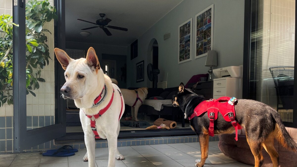 Hong Kong: Pets Wait For Owners As They're Abandoned Due To Strict