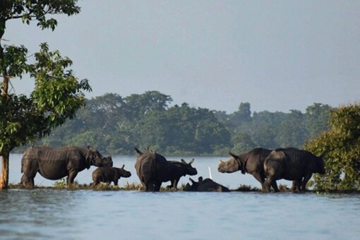 Rhinos with their calves standing on an elevated land in the flooded Kaziranga National Park in Assam. (PTI file).